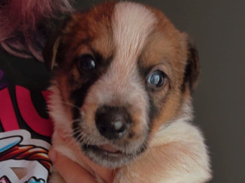 Australian Cattle Dog 2 months old male large named Puppies for sale in Harrison County, Mississippi | Petmeetly