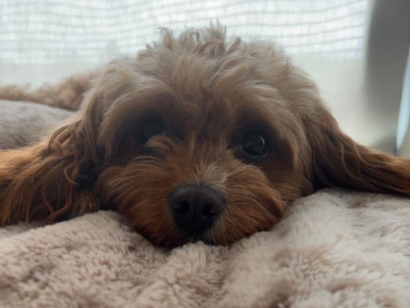 Cavapoo (Cavadoodle) 2 years 1 month old female small named Bella for breeding in Deschutes County, Oregon | Petmeetly