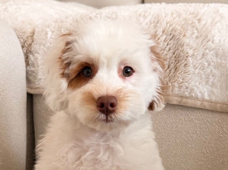 Mini Labradoodle 4 months old male small named Linus for sale in Benton County, Arkansas | Petmeetly