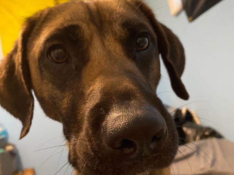 German Sheprador 2 years old male small named Apollo for sale in Polk County, Florida | Petmeetly