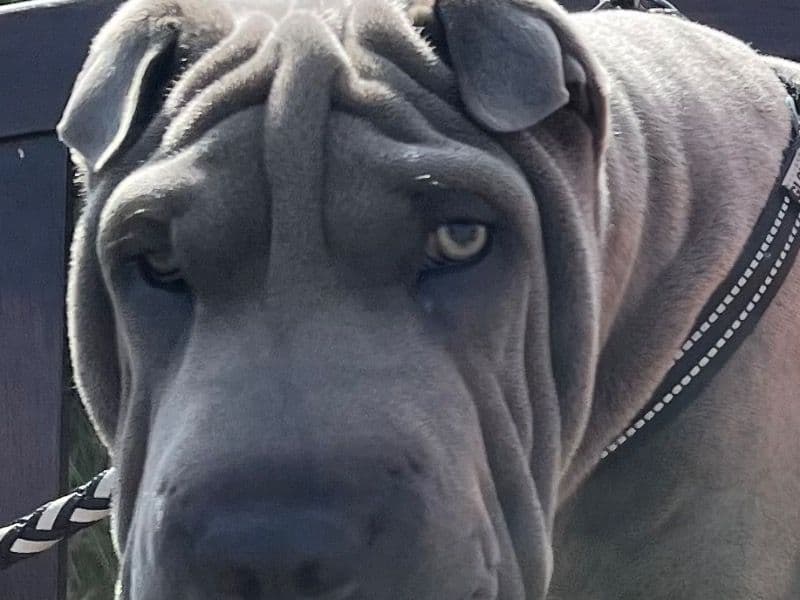Shar Pei 11 months old male medium named Snoopy for breeding in East Sussex, England | Petmeetly