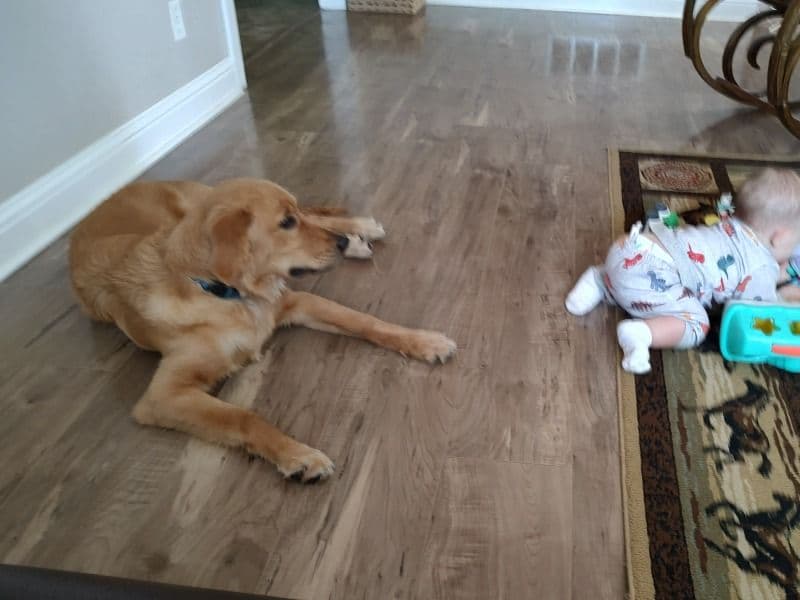 Golden Retriever 1 year old male large named Winston for breeding in Stoddard County, Missouri | Petmeetly