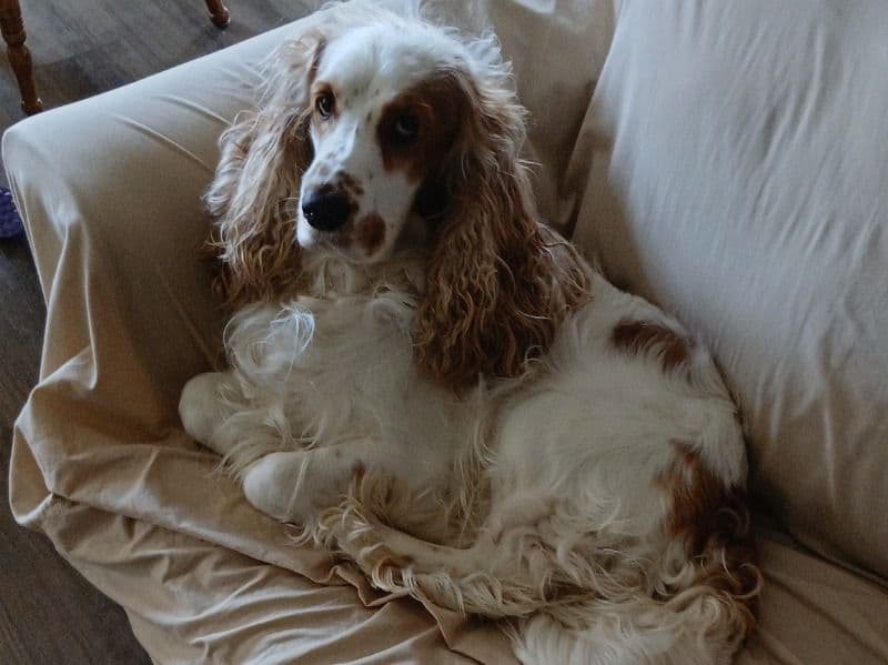 English Cocker Spaniel 5 years 8 months old male medium named Bengy for breeding in Ocean County, New Jersey | Petmeetly