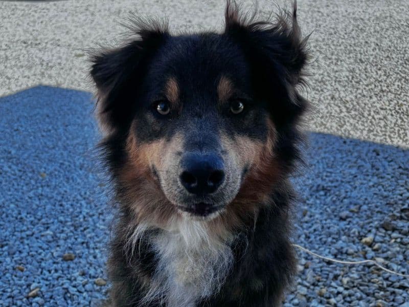 Australian Shepherd 2 years 10 months old male medium named Loki for breeding in Tishomingo County, Mississippi | Petmeetly