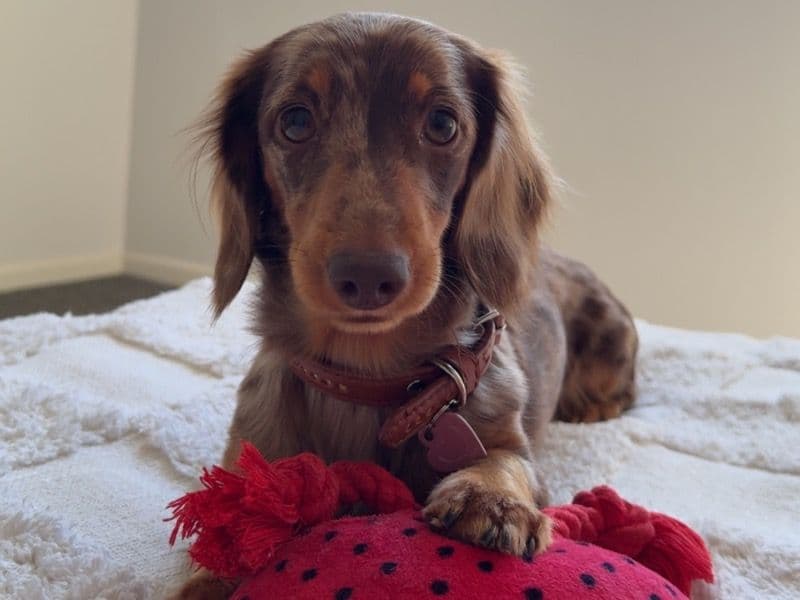 Bindi primary photo