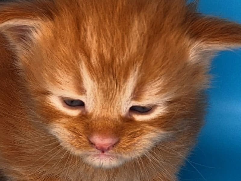 Maine Coon 1 month old male named Finn for sale in Paulding County, Georgia | Petmeetly