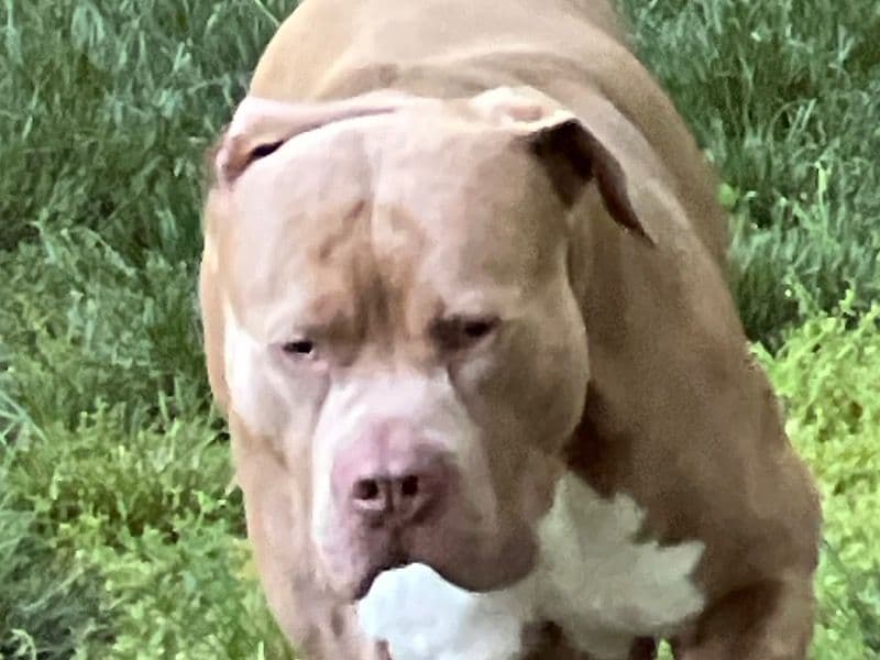 American PitBull Terrier 5 years 5 months old male extra large named Tank for breeding in Johnson County, Kansas | Petmeetly
