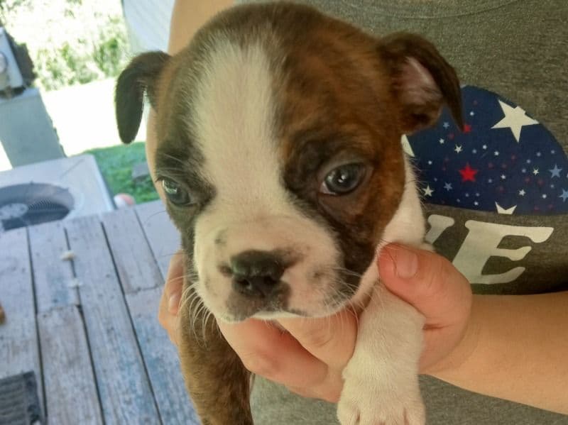 Boston Terrier 6 months old male small named Puppies for sale in Anderson County, Tennessee | Petmeetly