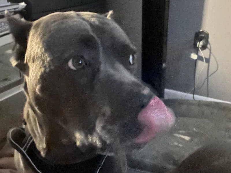 Cane Corso 6 years old male large named Simba for sale in Prince George's County, Maryland | Petmeetly