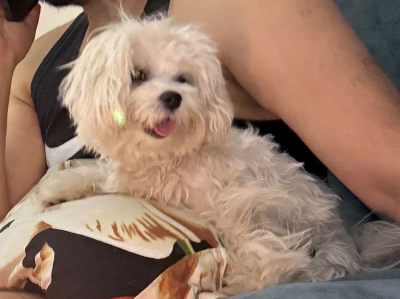 Maltese 2 years 5 months old male small named Snow for breeding in Ahmedabad, Gujarat | Petmeetly