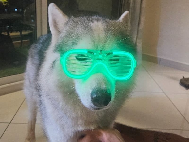 Alpha primary photo