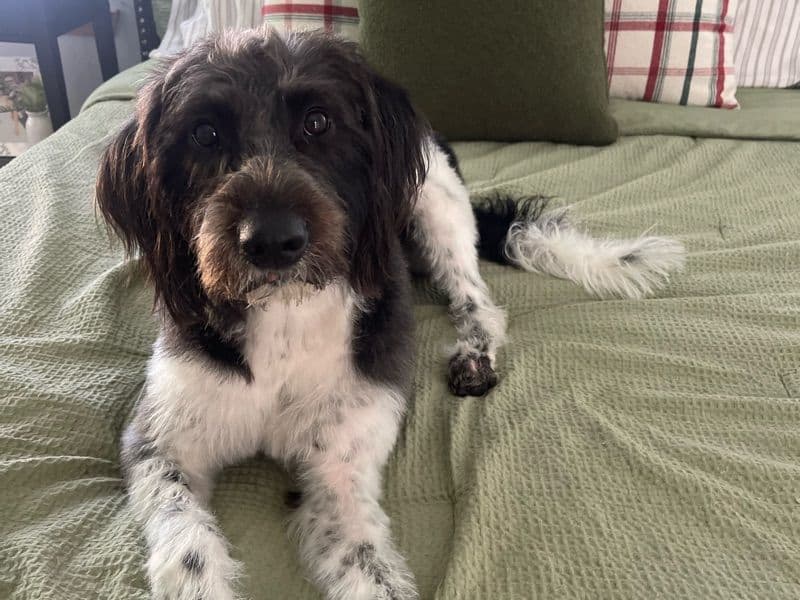 Standard Poodle 5 years old female medium named Lucy for breeding in Washington County, Oregon | Petmeetly