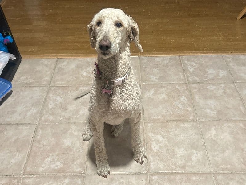 Standard Poodle 2 years 4 months old female large named Lily for breeding in Monterey County, California | Petmeetly