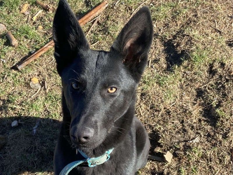 Black German Shepherd 1 year 8 months old female medium named Raven for breeding in Schuylkill County, Pennsylvania | Petmeetly