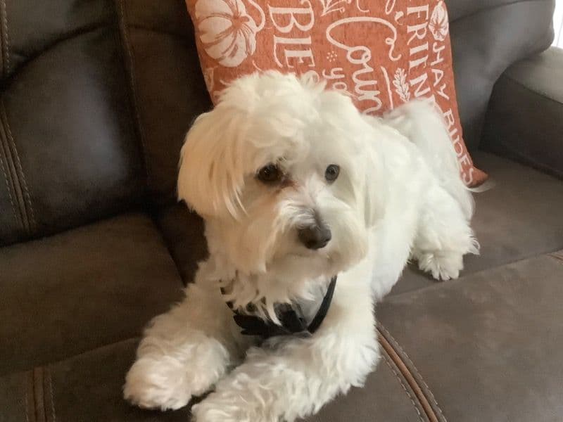 Teddy primary photo