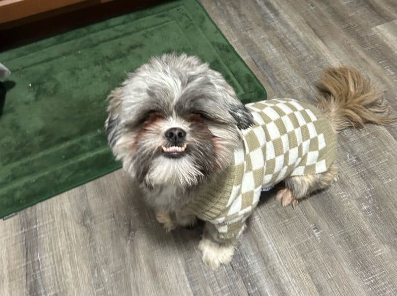 Shih Tzu 1 year old male medium named Bruno for breeding in Stark County, Ohio | Petmeetly