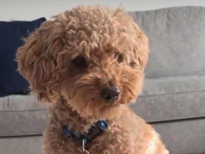 Goldendoodle 4 years old male small named Bentley for breeding in Rexburg, Idaho | Petmeetly