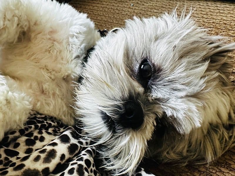 Teddy primary photo