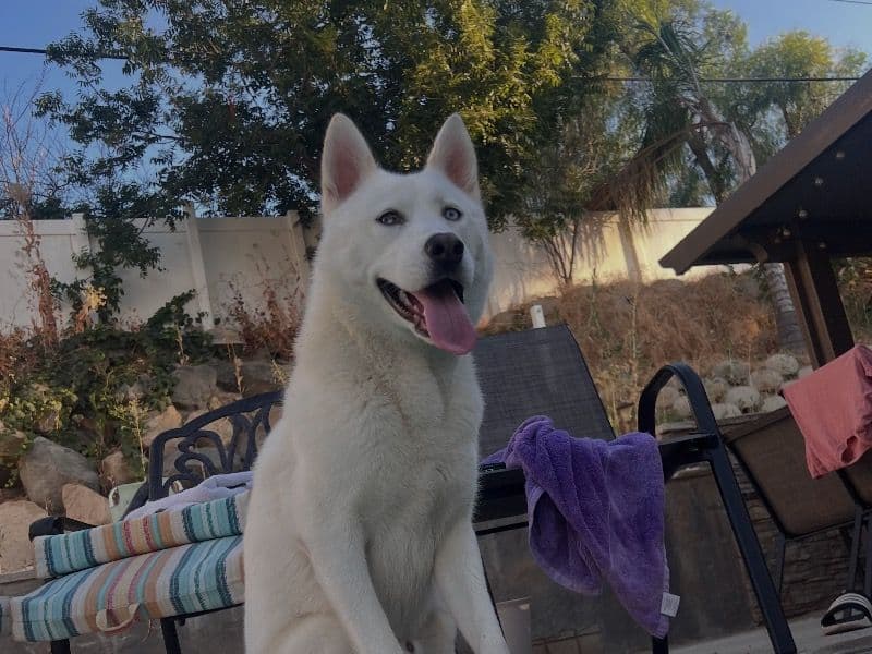 Alaskan Husky 2 years 11 months old male medium named Snow for breeding in San Bernardino County, California | Petmeetly