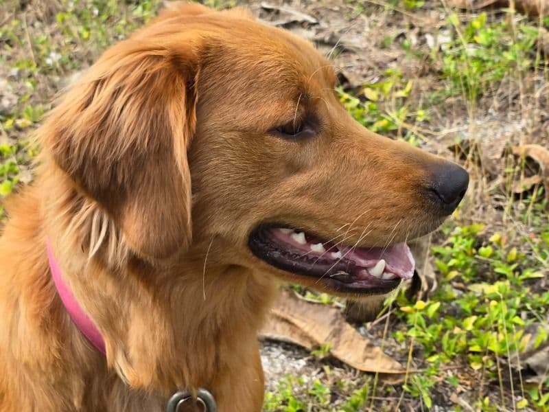 Golden Retriever 11 months old female large named Hunny for breeding in Brevard County, Florida | Petmeetly
