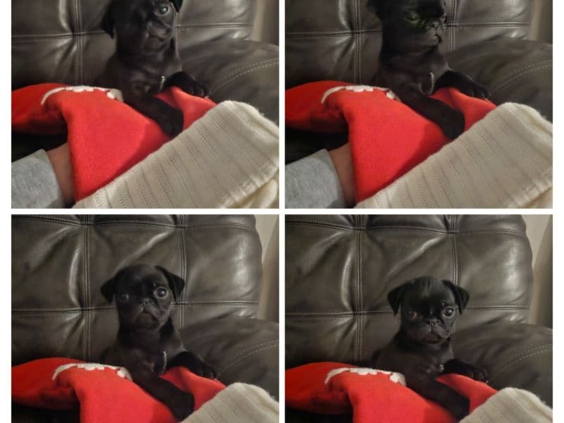 Pug 2 months old female small named Baby Girl /feel Free To Change for sale in Salt Lake County, Utah | Petmeetly