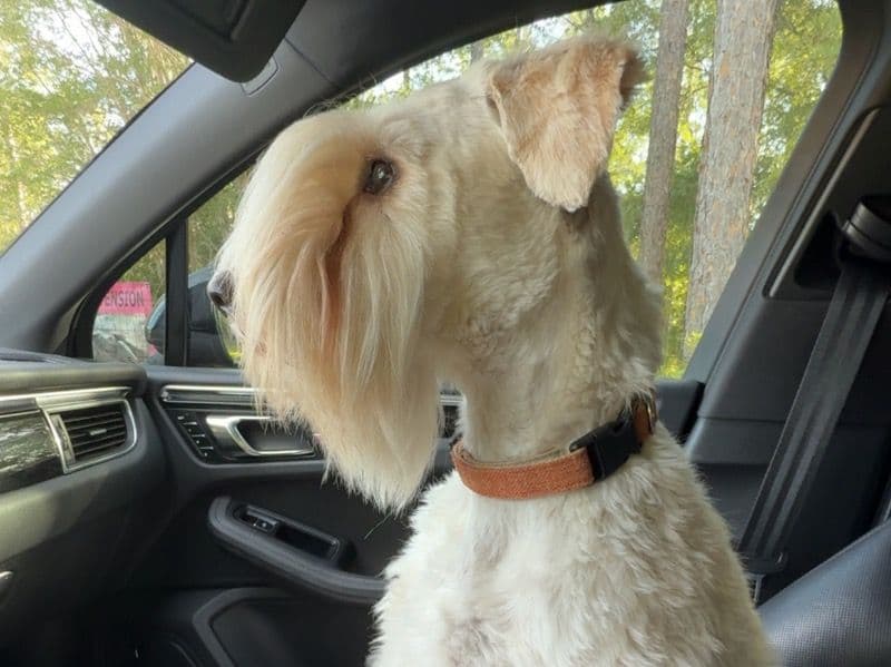 Soft Coated Wheaten Terrier 2 years 6 months old female medium named Croi for breeding in Citra, Florida | Petmeetly