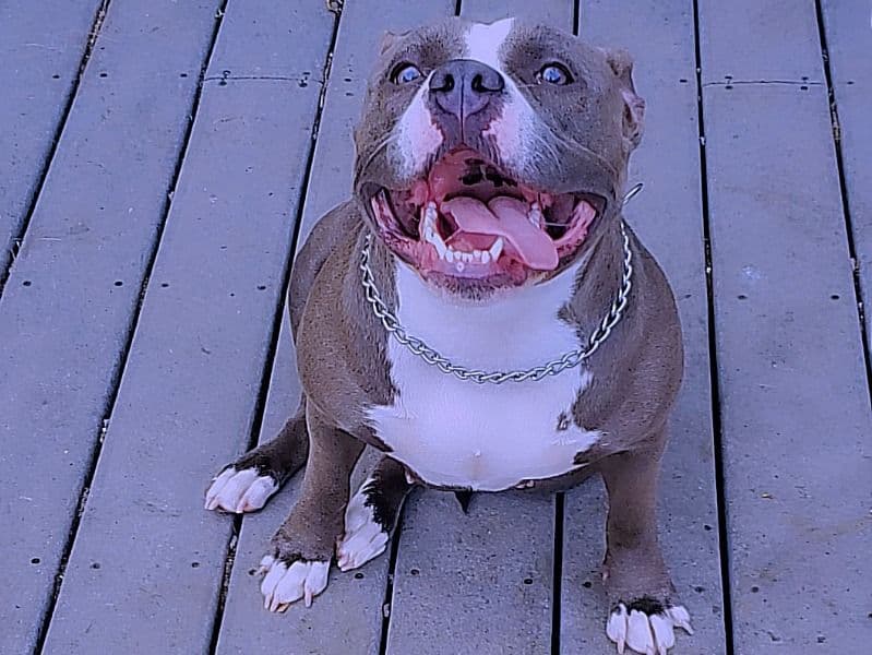 Dussè primary photo