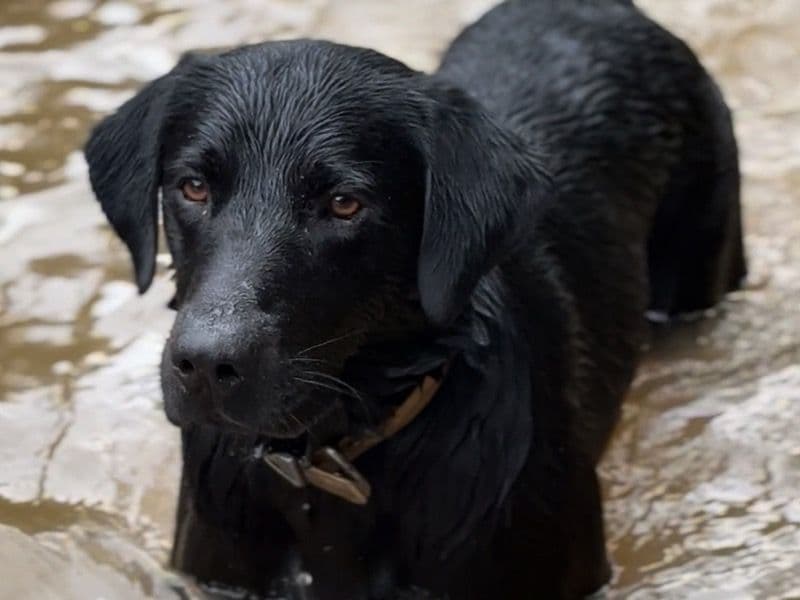 Labrador Retriever 2 years 4 months old male large named Goose for breeding in Lamar County, Mississippi | Petmeetly