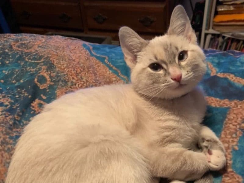 Flame Point Siamese 3 years 6 months old female named Lily for breeding | Petmeetly