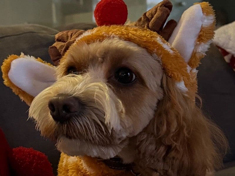 Cockapoo 4 years old male small named Benny for breeding in Los Angeles County, California | Petmeetly