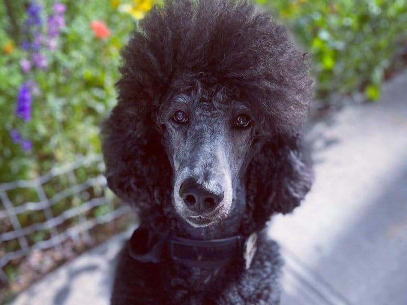 Ginger primary photo