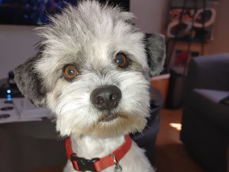 Pepe primary photo