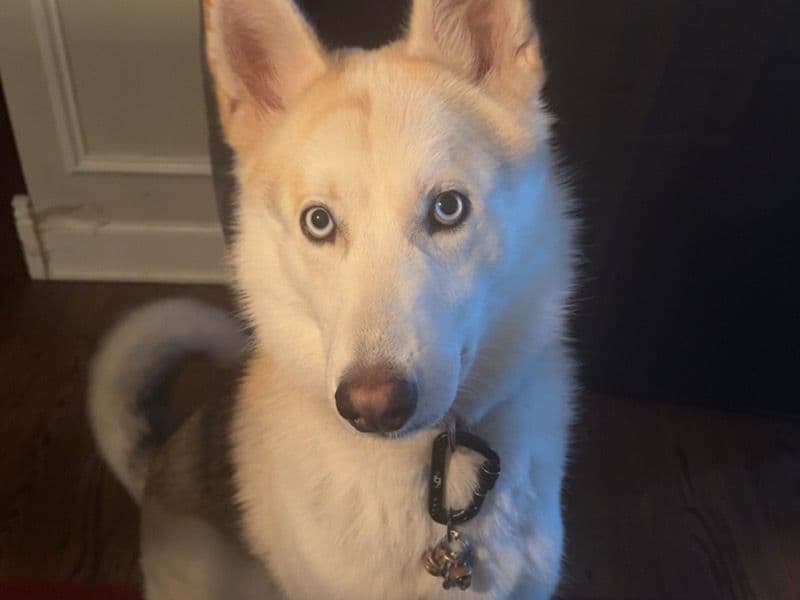 Siberian Husky 1 year old male medium named Tiger for sale in Cook County, Illinois | Petmeetly