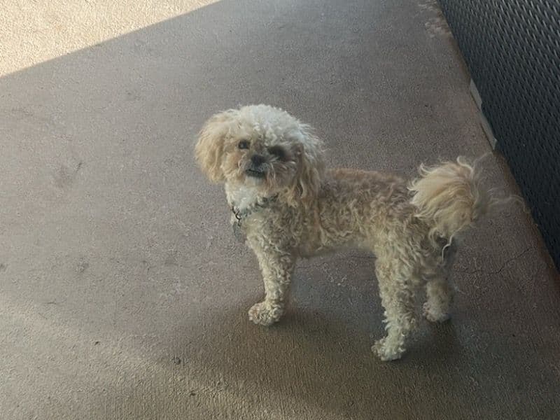 Cavapoo (Cavadoodle) 4 years 10 months old female small named Kiki for breeding in Galveston County, Texas | Petmeetly