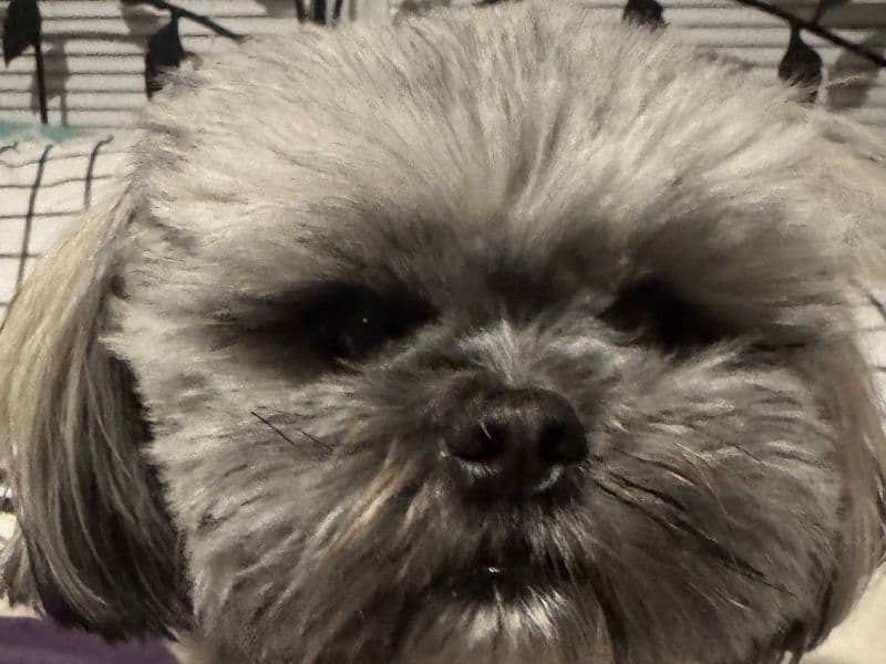 Shichon 3 years 2 months old female small named Gypsy for breeding in Alachua County, Florida | Petmeetly