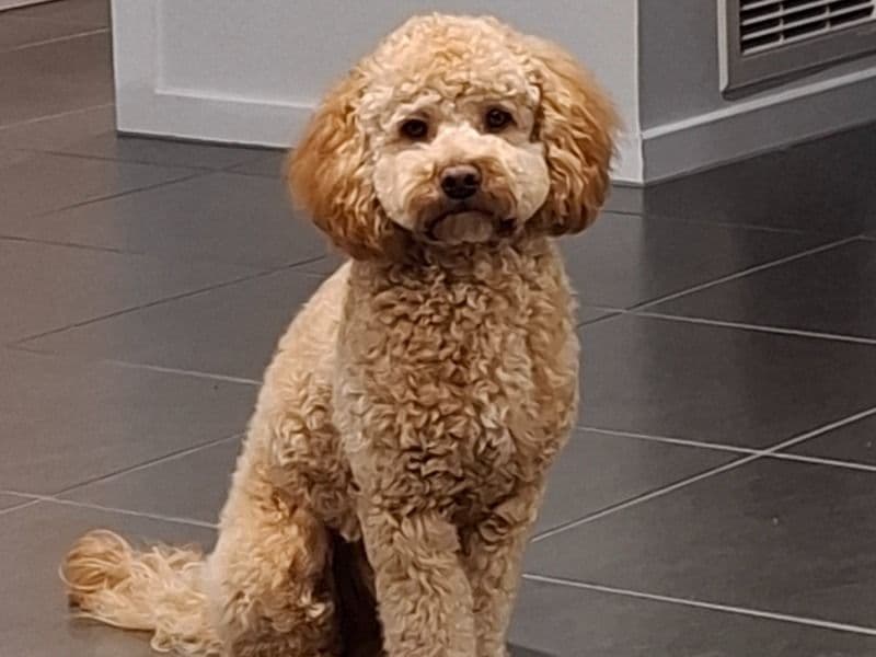 Cavoodle 1 year 2 months old male medium named Buddy for breeding in City of Whittlesea, Victoria | Petmeetly