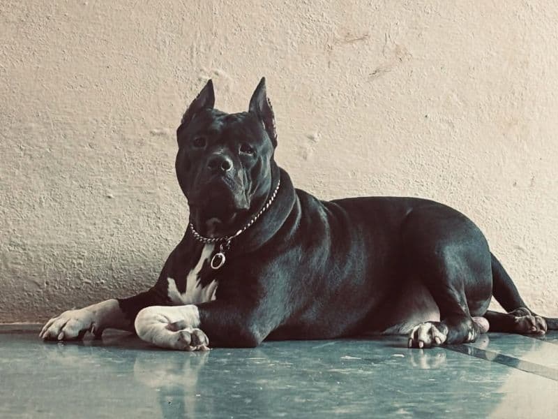 Tyson primary photo