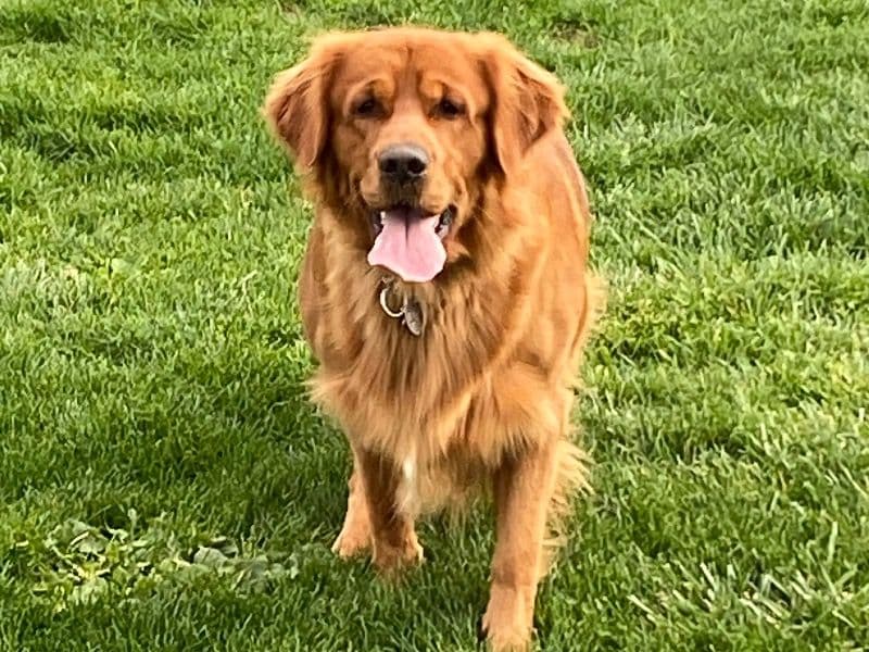 Copper Wally - Golden Retriever success story