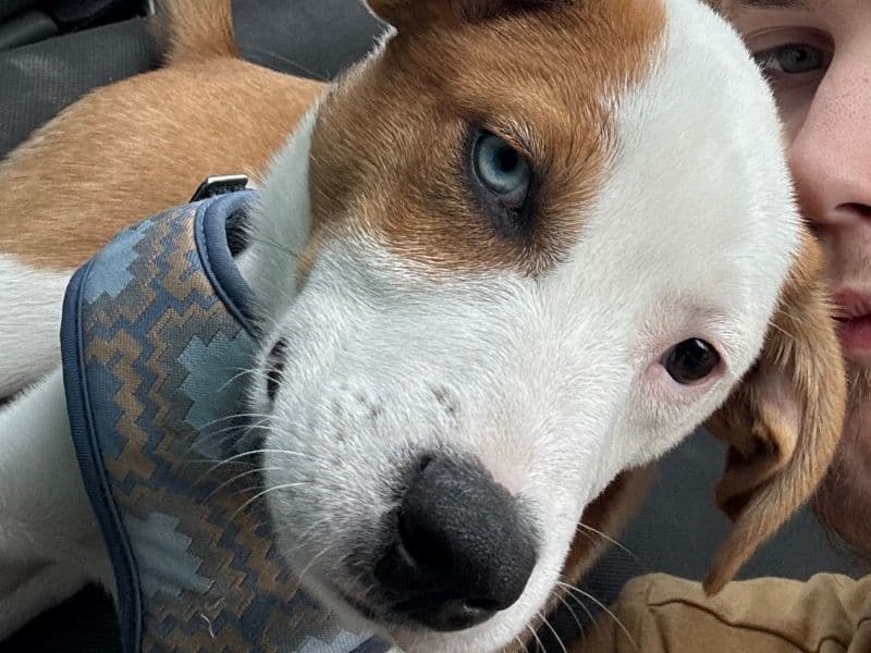 Sir Galahad - Australian Shepherd | Petmeetly