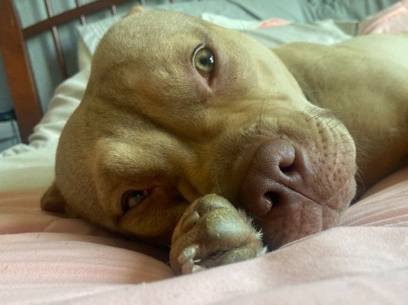 Rednose Pitbull Terrier 2 years 3 months old female medium named Nova for breeding in Racine County, Wisconsin | Petmeetly