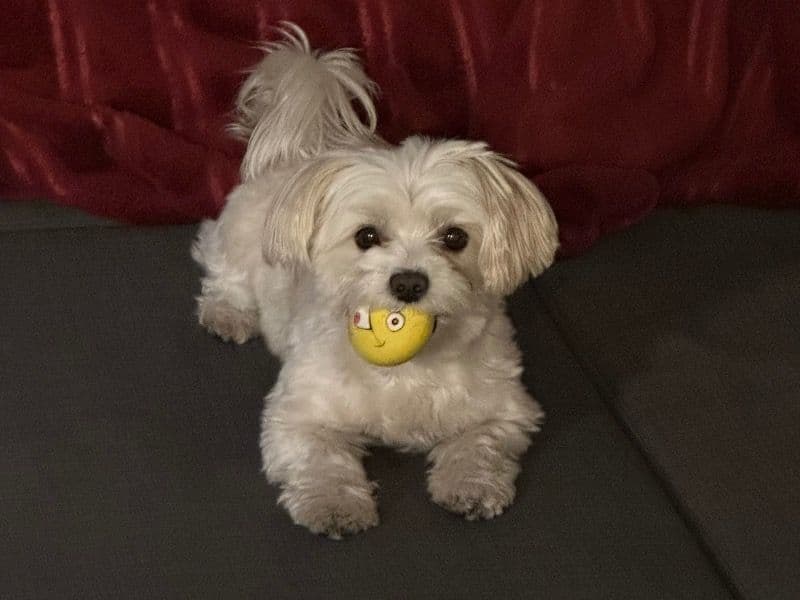 Morkie 5 years 6 months old male small named Olaf for breeding in San Diego County, California | Petmeetly