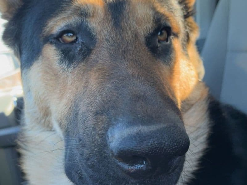 Czech German shepherd 1 year 10 months old male extra large named Dogmeat for sale in Edwards County, Kansas | Petmeetly