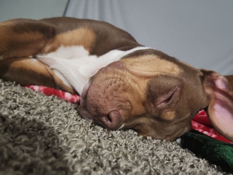 American Bully 8 months old female extra large named China for breeding in Minnehaha County, South Dakota | Petmeetly