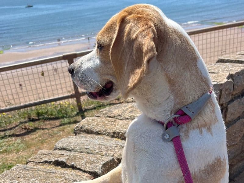 Beagle 4 years 4 months old female medium named Skye for breeding in Greater Manchester, England | Petmeetly