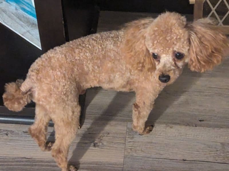 Remi - Toy Poodle success story