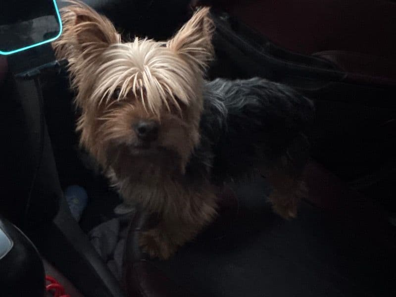 Oscar primary photo