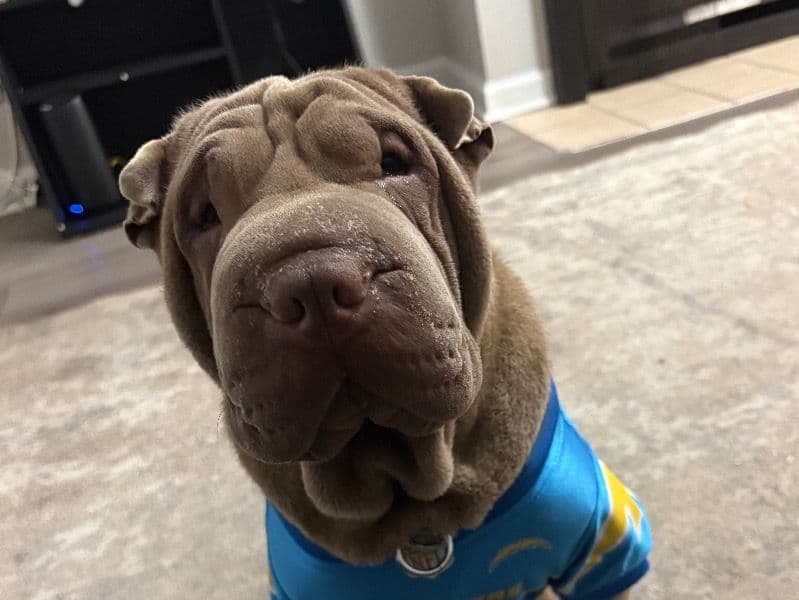 Chinese Shar-Pei 2 years 10 months old male medium named Georgie for breeding in Mecklenburg County, North Carolina | Petmeetly