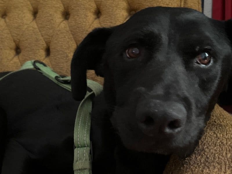 Marley - Labrador Retriever | Petmeetly