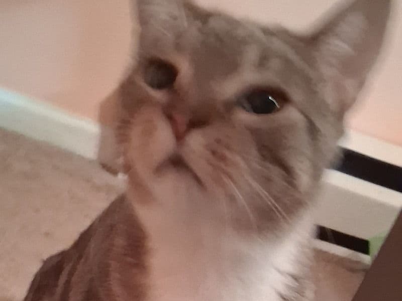 Tabby 1 year 1 month old male named Sukuna for adoption in Franklin County, Pennsylvania | Petmeetly