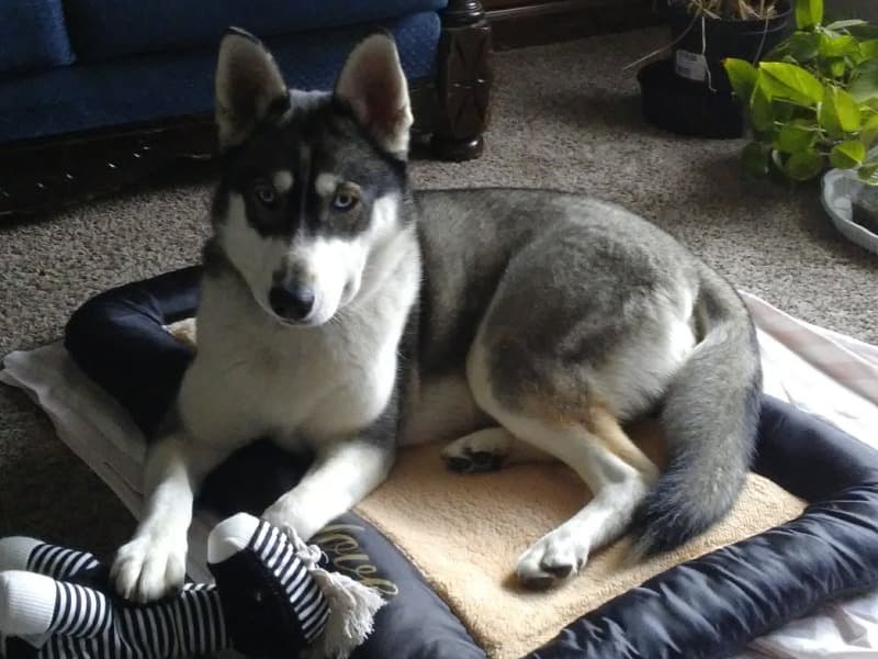 Luna primary photo